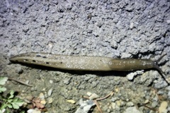 Limax