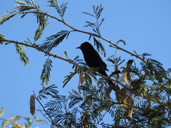 Icterus pyrrhopterus