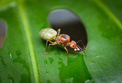 Oecophylla smaragdina