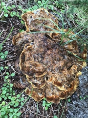 Phaeolus