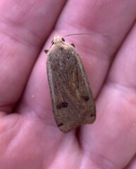 Abagrotis alternata