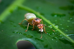 Oecophylla smaragdina