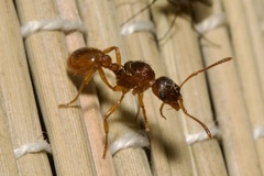 Myrmica rubra