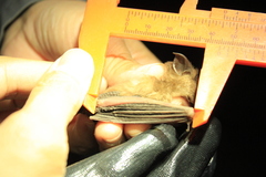 Rhinolophus malayanus