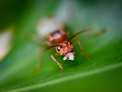 Oecophylla smaragdina