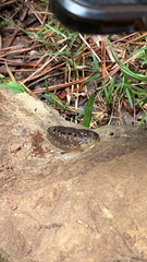 Philomycus carolinianus