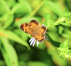Phyciodes cocyta