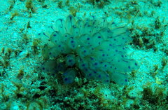 Clavelina australis