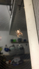 Larinioides cornutus