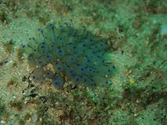 Clavelina australis