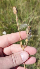Silene latifolia alba