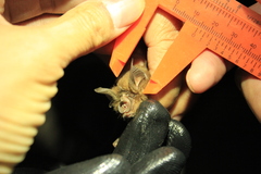 Rhinolophus malayanus