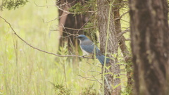 Aphelocoma wollweberi