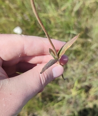 Silene latifolia alba