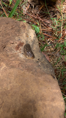 Philomycus carolinianus