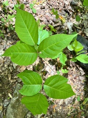 Toxicodendron