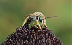 Seladonia