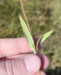 Silene latifolia alba