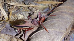 Montina testacea