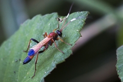Ctenochares bicolorus