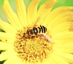Eristalis transversa