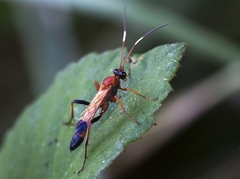 Ctenochares bicolorus