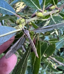 Tipula oleracea