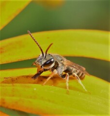 Seladonia