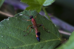 Ctenochares bicolorus