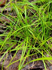 Carex