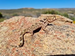 Chondrodactylus bibronii