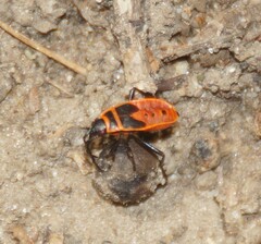 Pyrrhocoris apterus