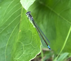 Coenagrion pulchellum