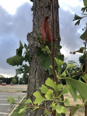 Ginkgo