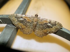 Rheumaptera meadii