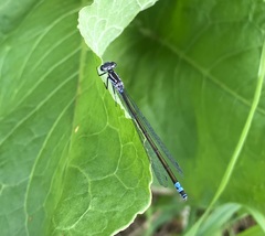 Coenagrion pulchellum