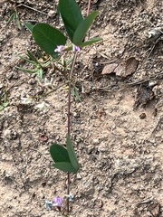 Lespedeza procumbens