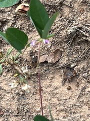 Lespedeza procumbens