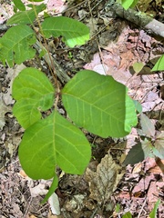 Toxicodendron