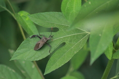 Acanthocephala femorata