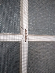 Tipula abdominalis