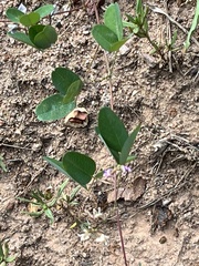 Lespedeza procumbens