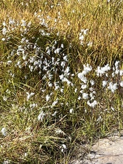 Eriophorum angustifolium