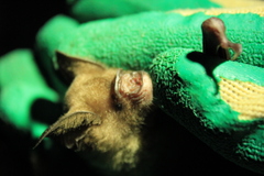 Hipposideros larvatus