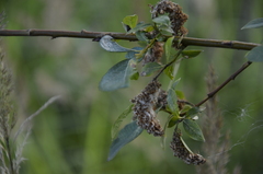 Salix starkeana