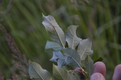 Salix starkeana