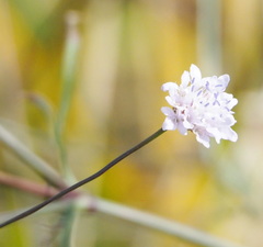 Cephalaria transsylvanica