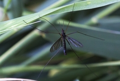 Nigrotipula nigra