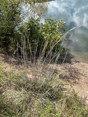 Schizachyrium scoparium