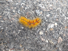 Acronicta aceris